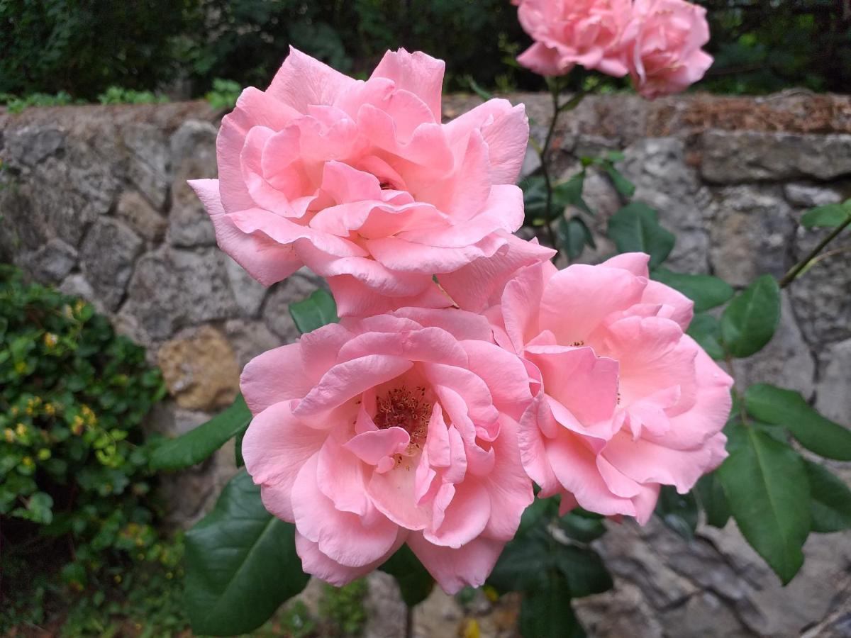 Le Jardin Secret Saint-Antonin Exterior foto